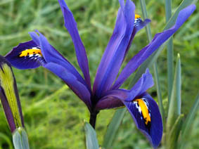 Iris reticulata